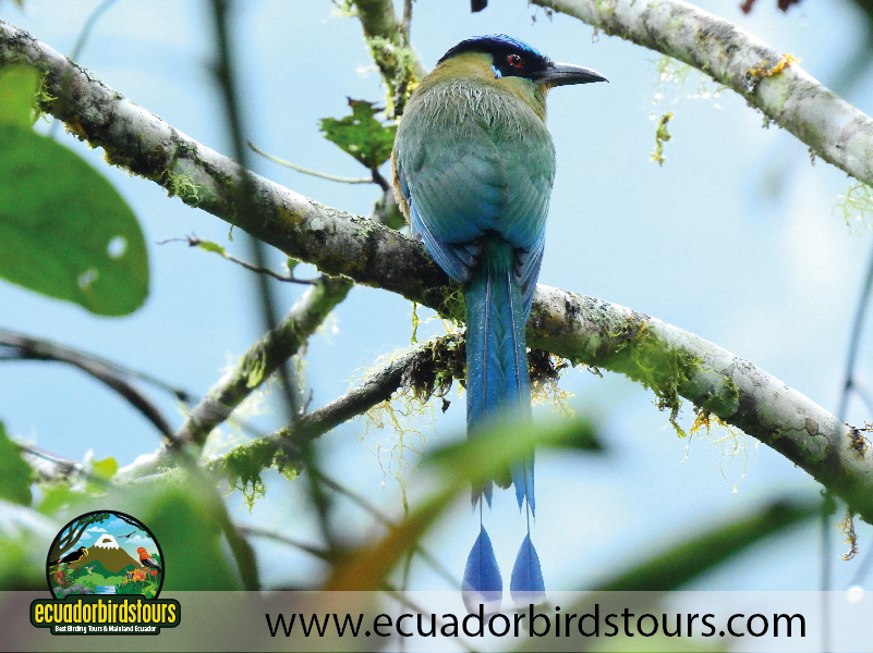 Rio Quijos Reserve by Ecuador Birds Tours 2