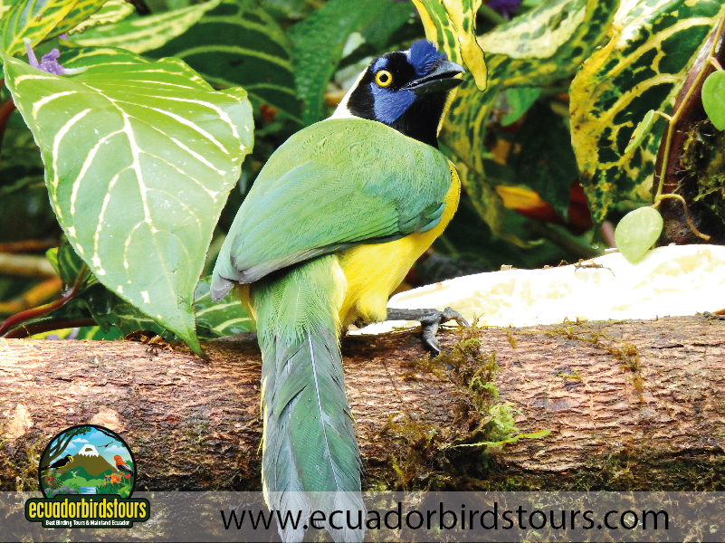 Rio Quijos Reserve by Ecuador Birds Tours 3