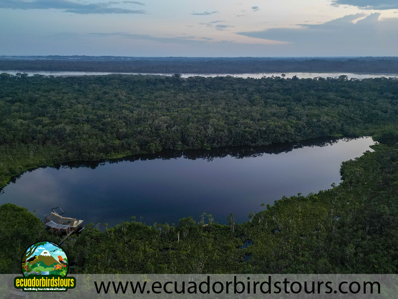 Sacha Lodge Reserve by Ecuador Birds Tours 4