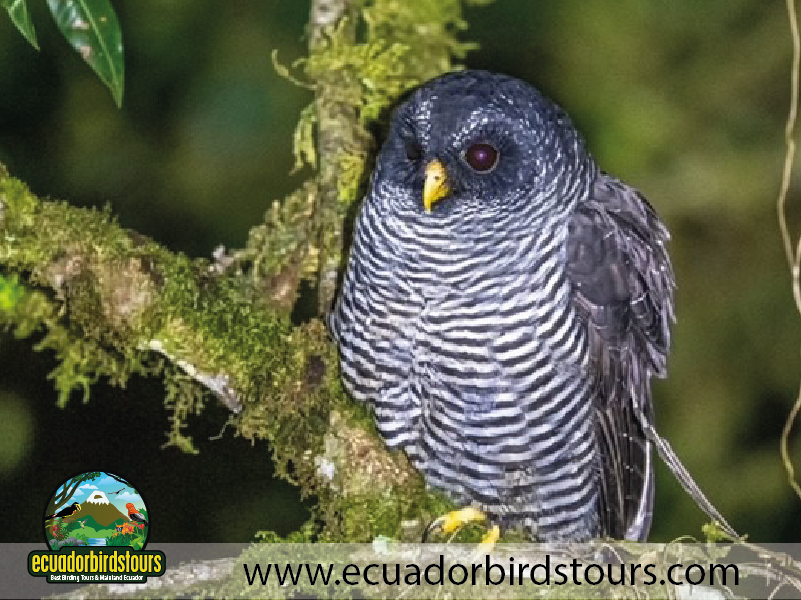 San Isidro Reserve by Ecuador Birds Tours