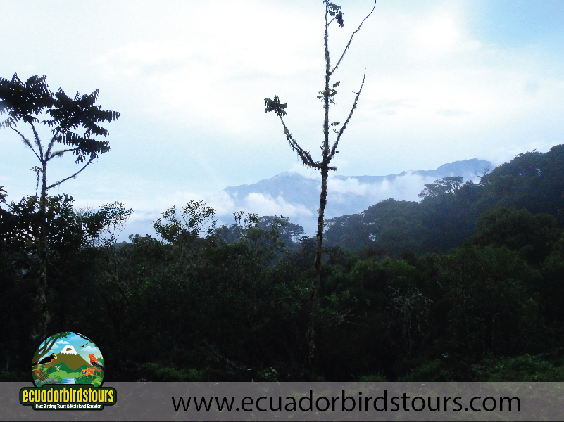 San Isidro Reserve by Ecuador Birds Tours 2