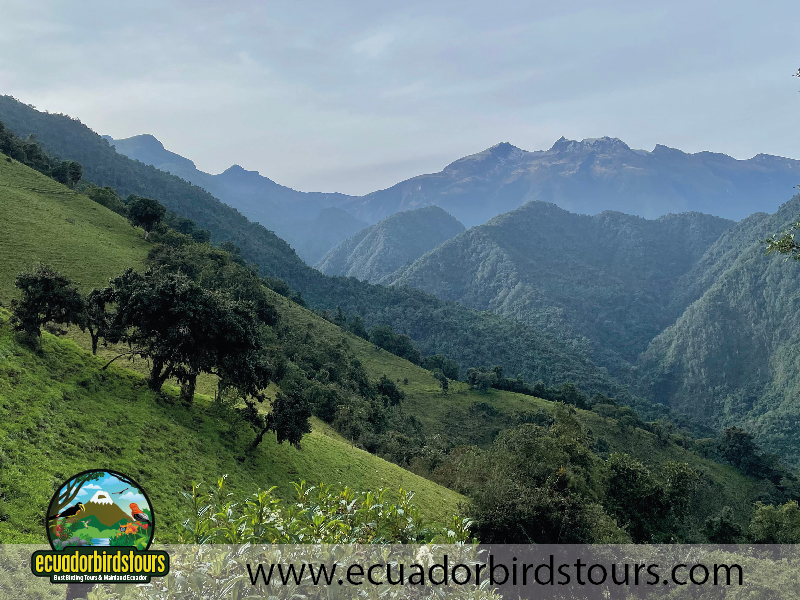 Yanacocha Reserve by Ecuador Birds Tours 3