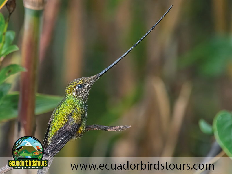 Zuro Loma Reserve Sword billed Hummingbird by Ecuador Birds Tours