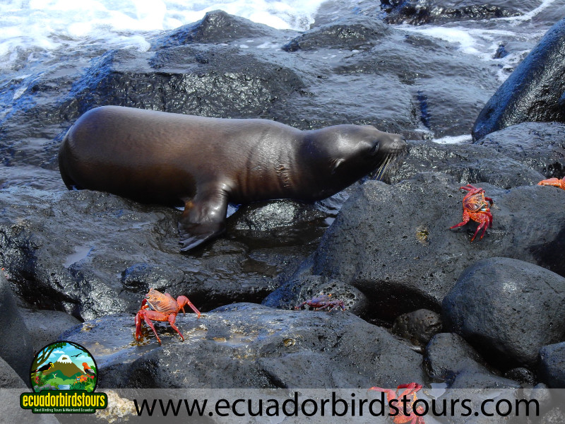 Galapagos Seal in Santa Fe Island Ecuador Birds Tours