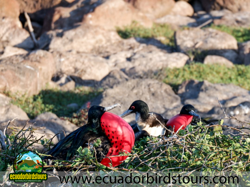 Galapagos Wildlife Frigatebirds by Ecuador Birds Tours