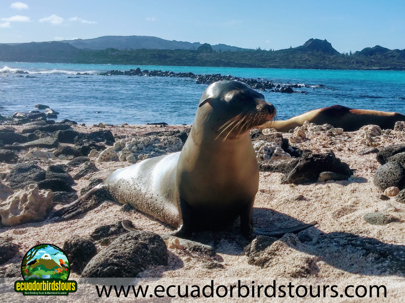 Seal Alya Cruise Galapagos Promotions by Ecuador Birds Tours