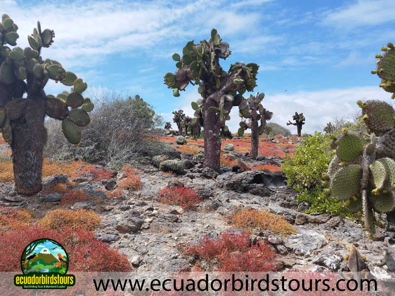 South Plazas by Ecuador Birds Tours