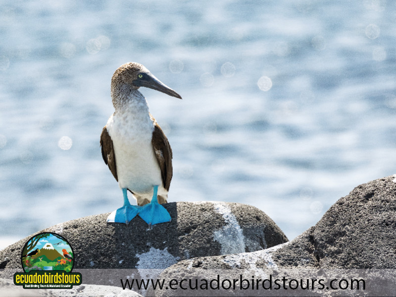 Galapagos by EcuadorBirds Tours 16