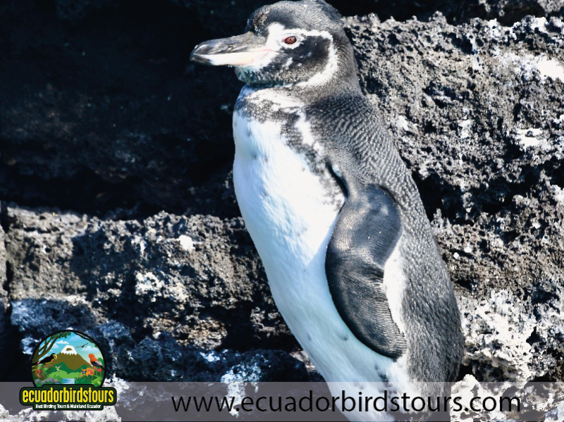 Galapagos by EcuadorBirds Tours 19