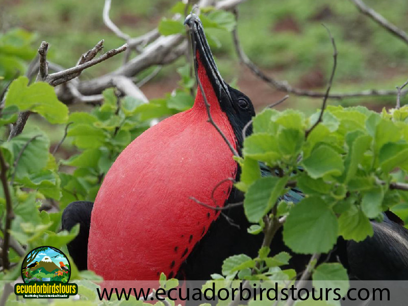 Galapagos by Ecuador Birds Tours great frigatebird
