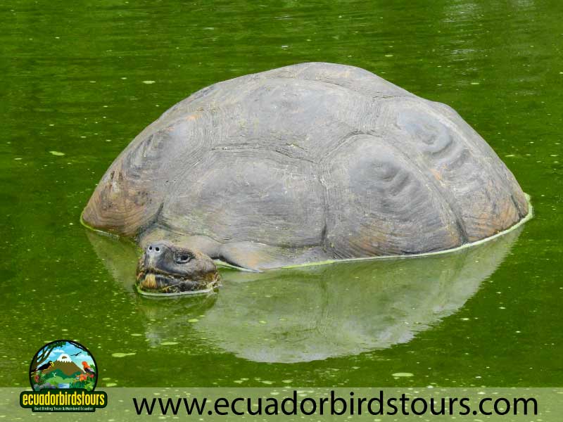 Giant Tortoises in Galapagos Islands by Ecuador Birds Tours