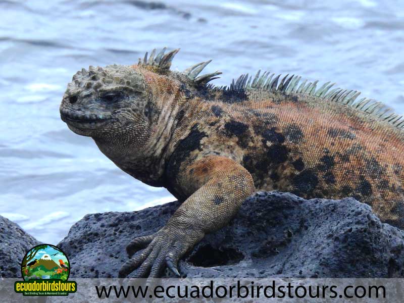 Land Iguana in Galapagos Islands by Ecuador Birds Tours