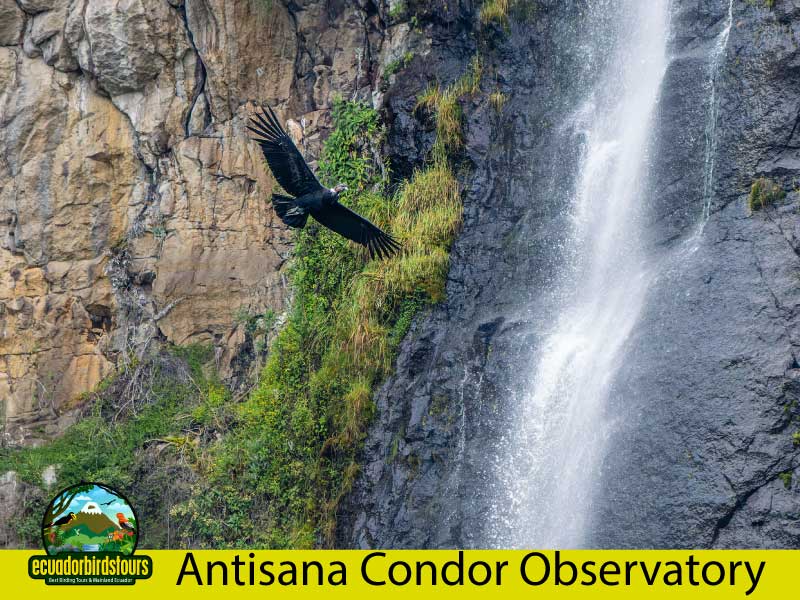Antisan Condor Observatory