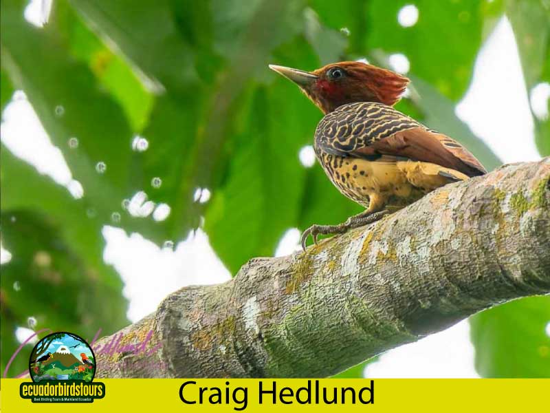 Craig Hedlund Photography Birding Ecuador 11