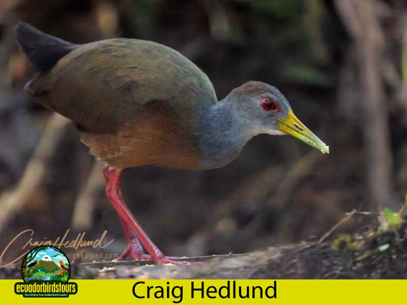 Craig Hedlund Photography Birding Ecuador 12