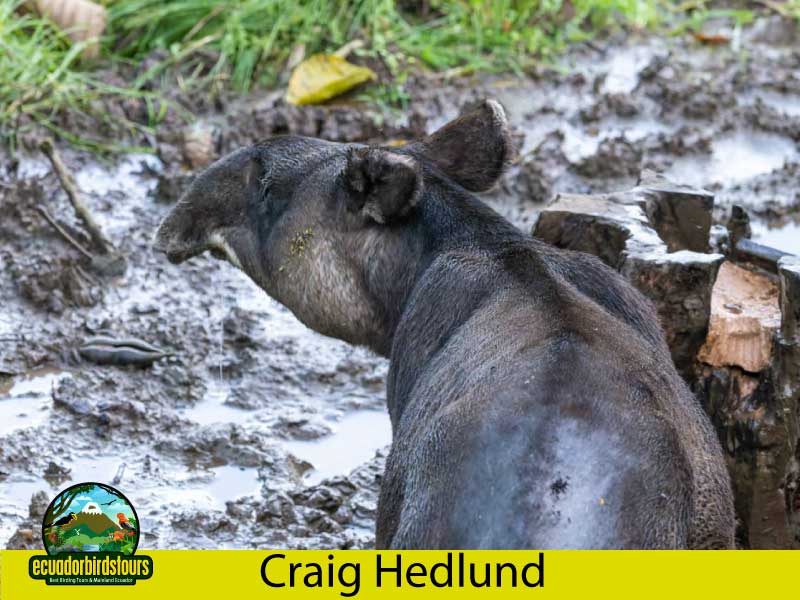 Craig Hedlund Photography Birding Ecuador 3