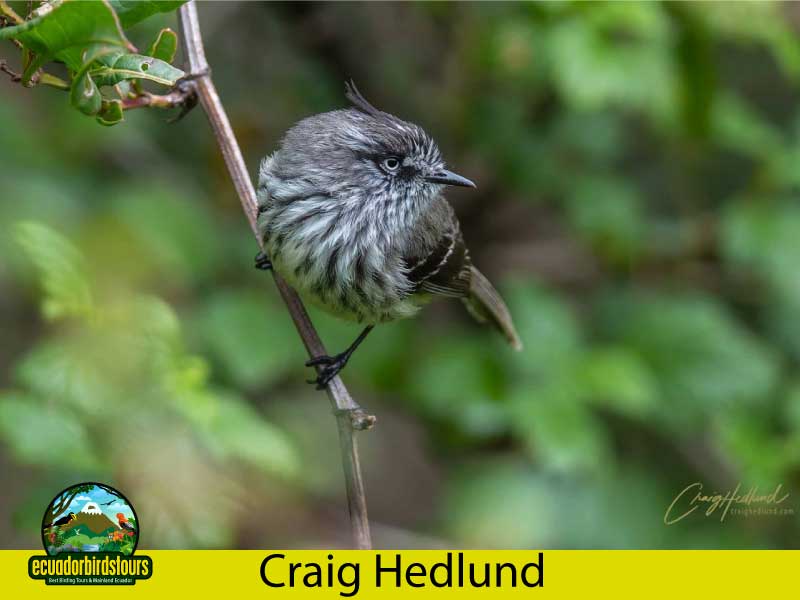 Craig Hedlund Photography Birding Ecuador 5