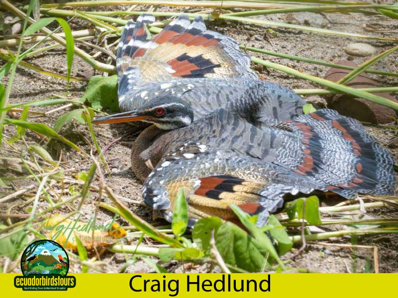 Craig Hedlund Photography Birding Ecuador 6