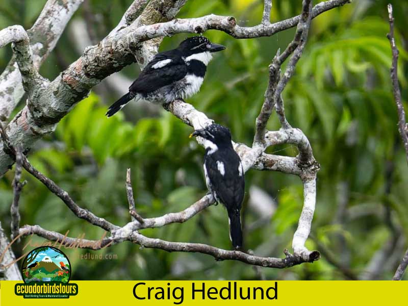 Craig Hedlund Photography Birding Ecuador 7