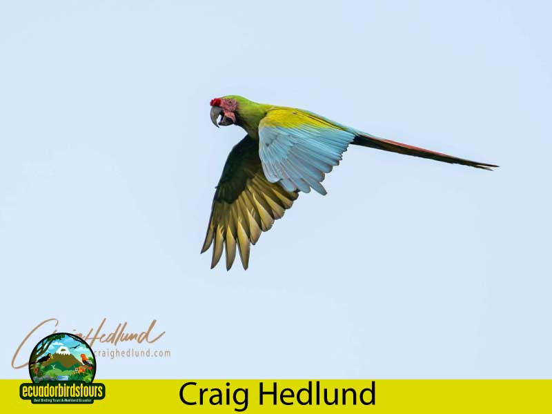 Craig Hedlund Photography Birding Ecuador 8