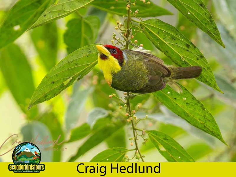 Craig Hedlund Photography Birding Ecuador 9