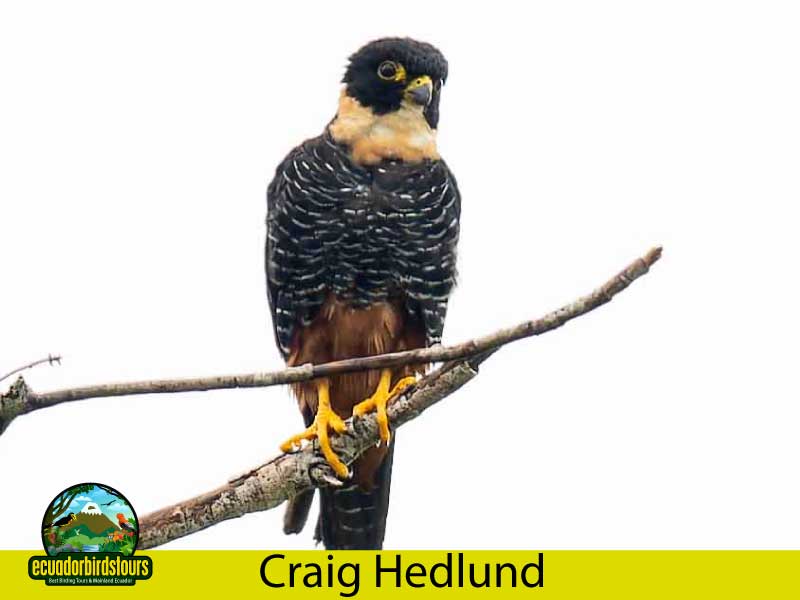 Craig Hedlund Photography Birding Ecuador