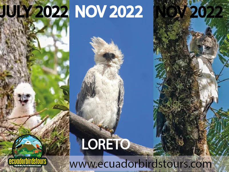 Harpy Eagle Loreto