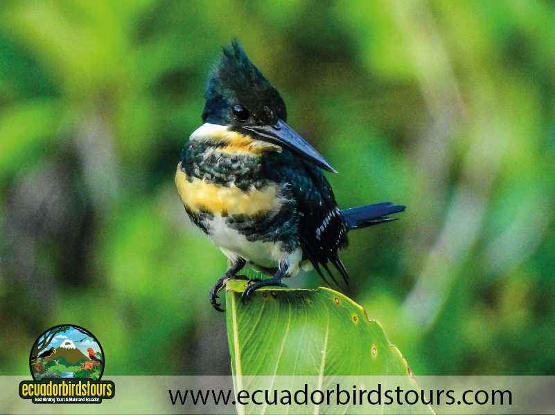 Napo Wildlife Center Amazon lodge by Ecuador Birds Tours Amazonian Kingfisher