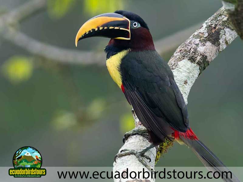 Napo Wildlife Center Amazon lodge by Ecuador Birds Tours Chestnut eared aracari