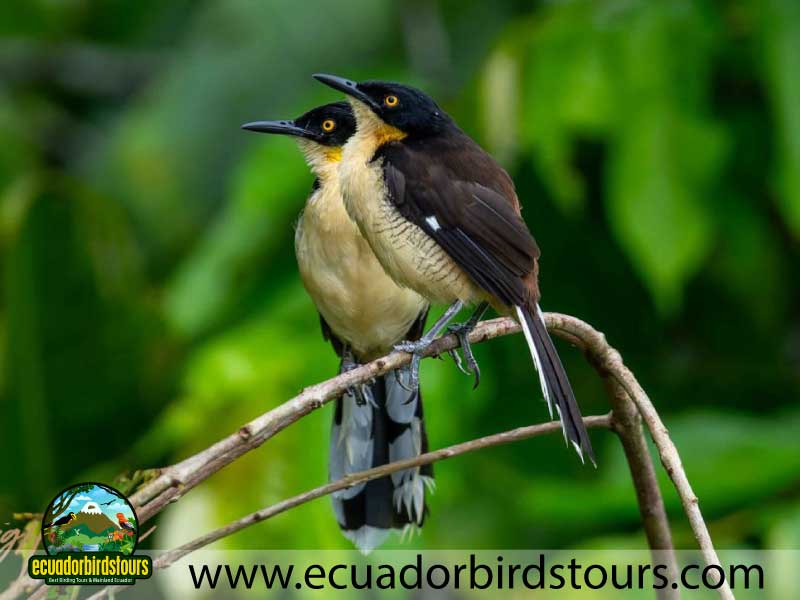 Napo Wildlife Center Amazon lodge by Ecuador Birds Tours Donacobius