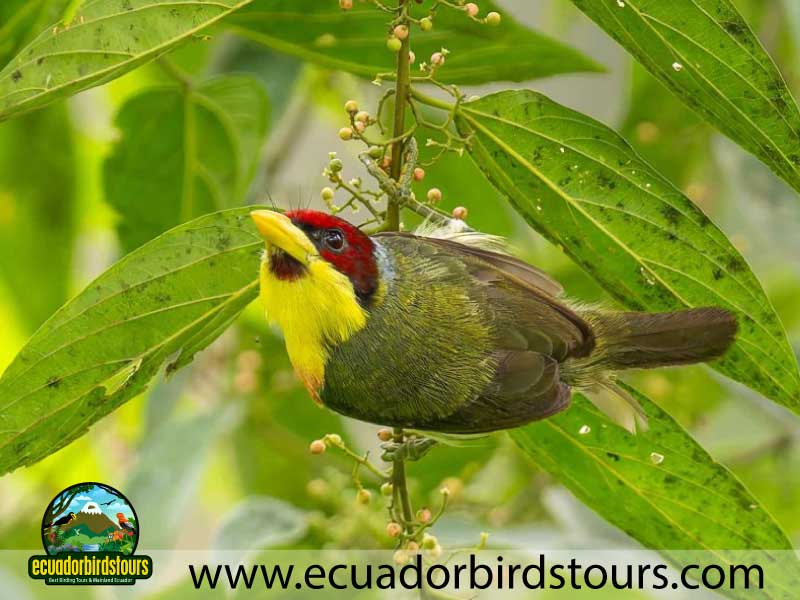 Napo Wildlife Center Amazon lodge by Ecuador Birds Tours Lemon throated barbet