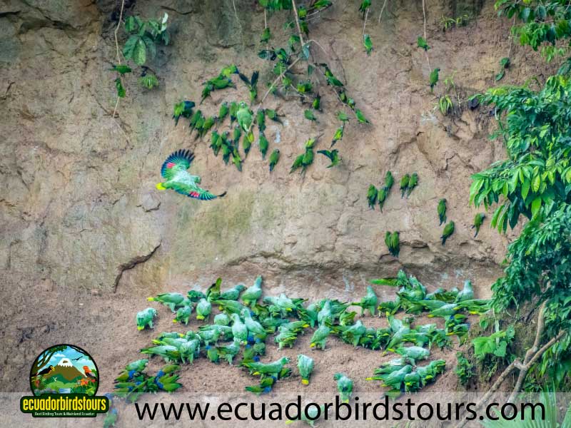 Napo Wildlife Center Amazon lodge by Ecuador Birds Tours Napo River clay lick