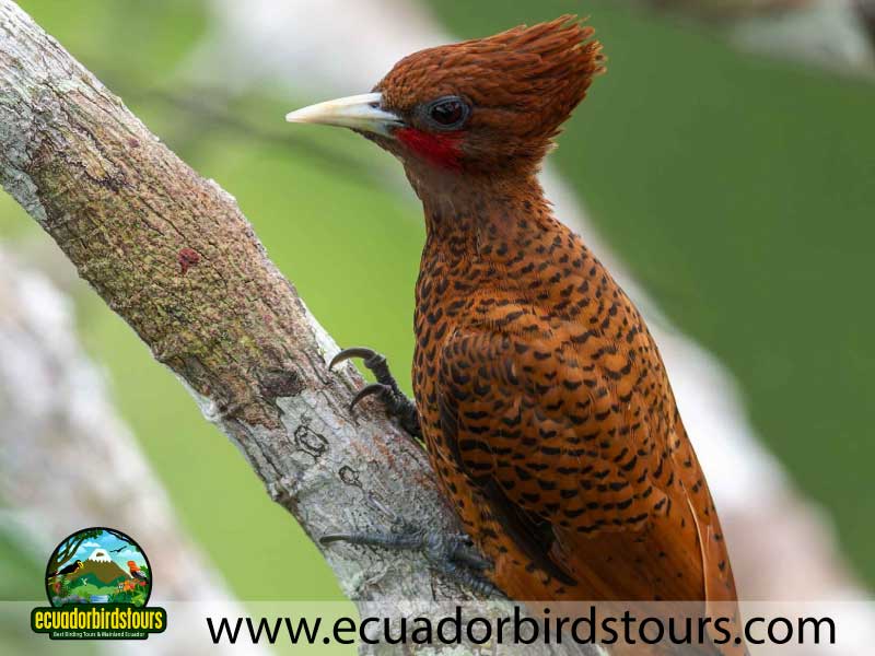 Napo Wildlife Center Amazon lodge by Ecuador Birds Tours Scaly breasted woodpecker