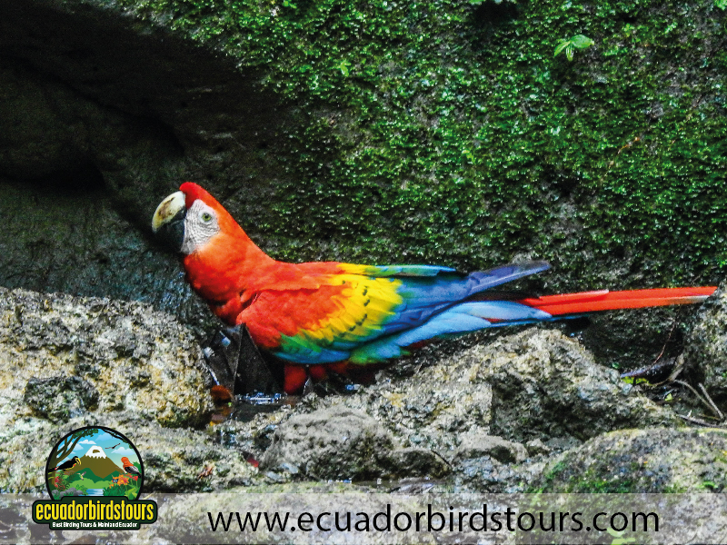 Napo Wildlife Center Amazon lodge by Ecuador Birds Tours Scarlet Macaw