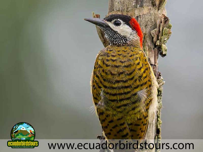 Napo Wildlife Center Amazon lodge by Ecuador Birds Tours Spotted Woodpecker