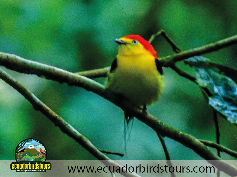 Napo Wildlife Center Amazon lodge by Ecuador Birds Tours Wire tailed Manakin