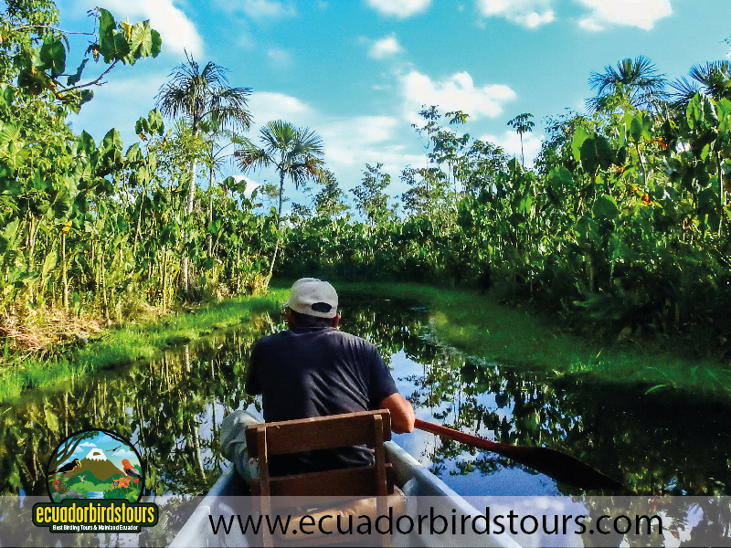 Napo Wildlife Center Amazon lodge by Ecuador Birds Tours 1