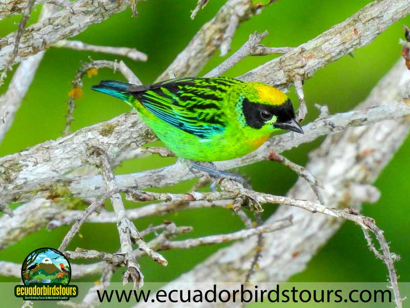 Sacha Amazon Lodge by Ecuador Birds Tours 1