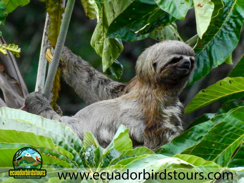 Sacha Amazon Lodge by Ecuador Birds Tours 13