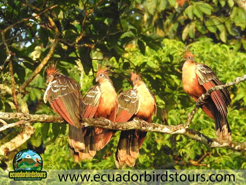 Sacha Amazon Lodge by Ecuador Birds Tours 14
