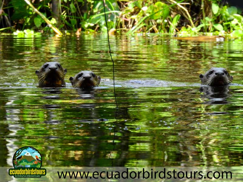 Sacha Amazon Lodge by Ecuador Birds Tours 15