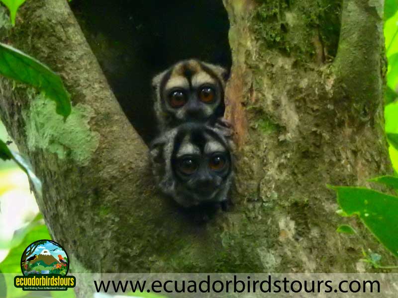 Sacha Amazon Lodge by Ecuador Birds Tours 18