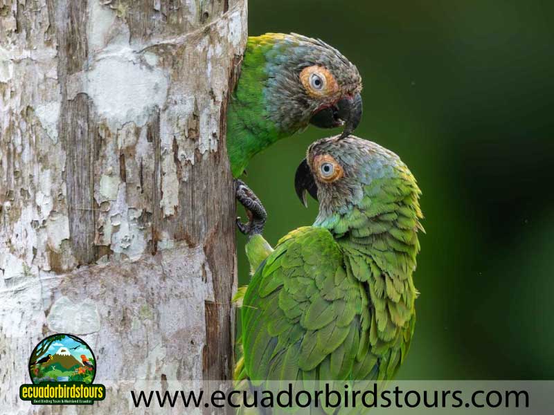 Sacha Amazon Lodge by Ecuador Birds Tours 21