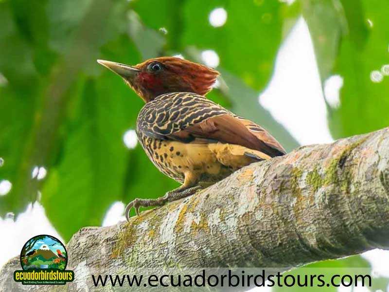 Sacha Amazon Lodge by Ecuador Birds Tours 24