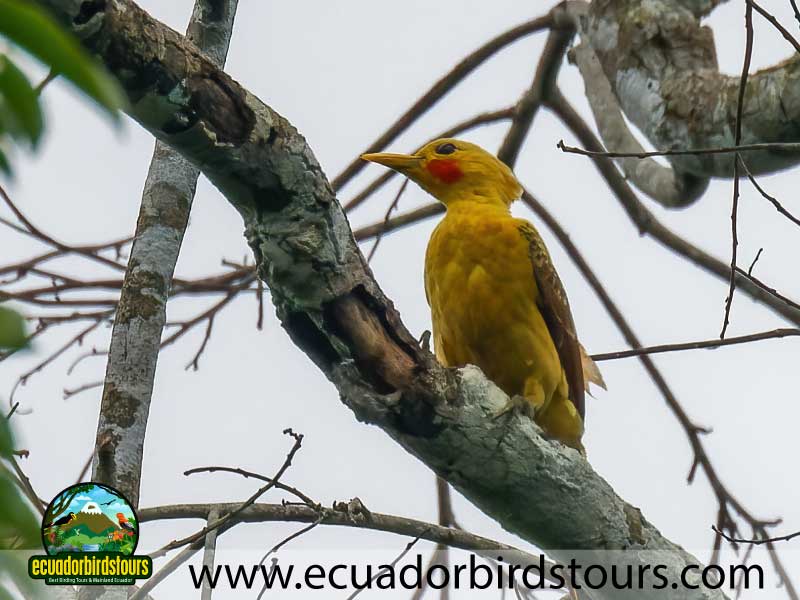 Sacha Amazon Lodge by Ecuador Birds Tours 26