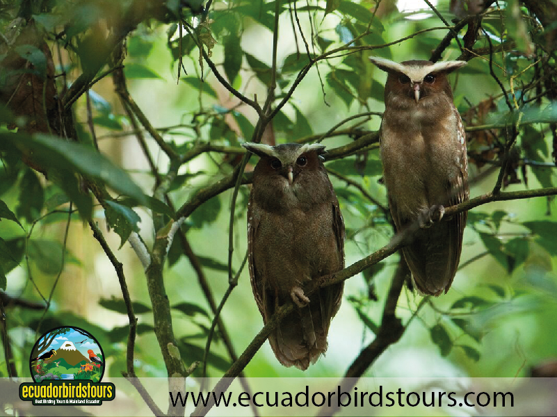 Sacha Amazon Lodge by Ecuador Birds Tours 30