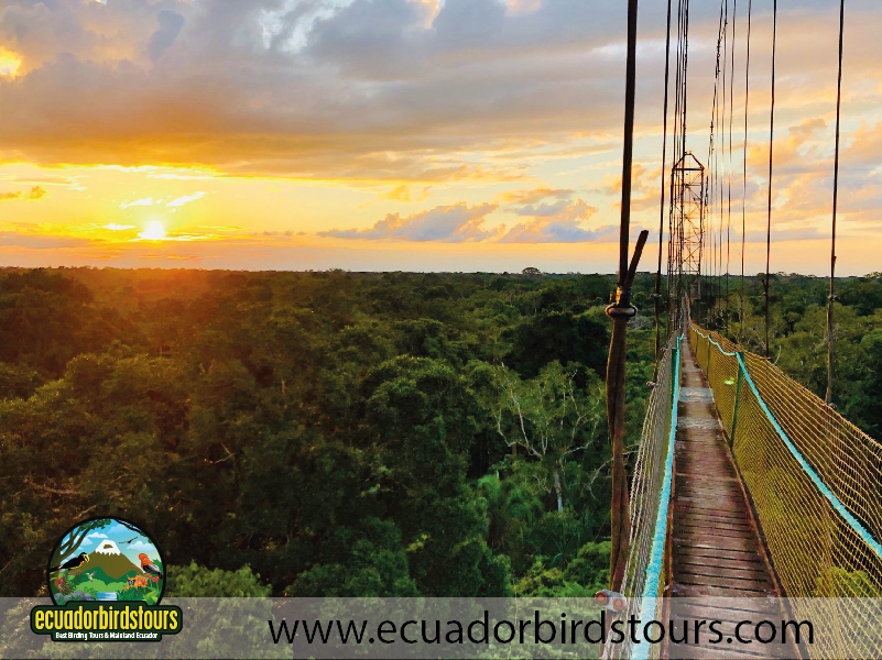 Sacha Amazon Lodge by Ecuador Birds Tours 31