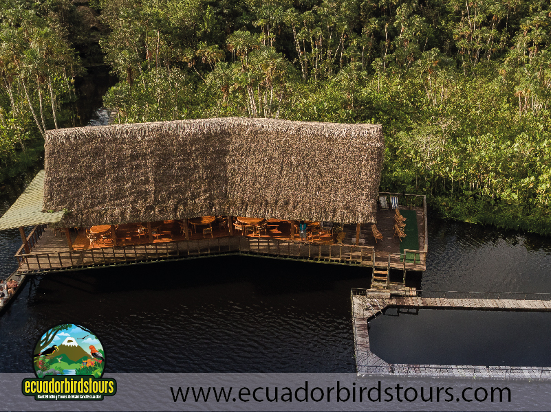 Sacha Amazon Lodge by Ecuador Birds Tours 33