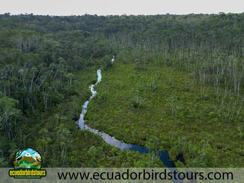 Sacha Amazon Lodge by Ecuador Birds Tours 37