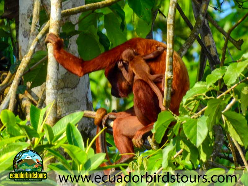 Sacha Amazon Lodge by Ecuador Birds Tours 39